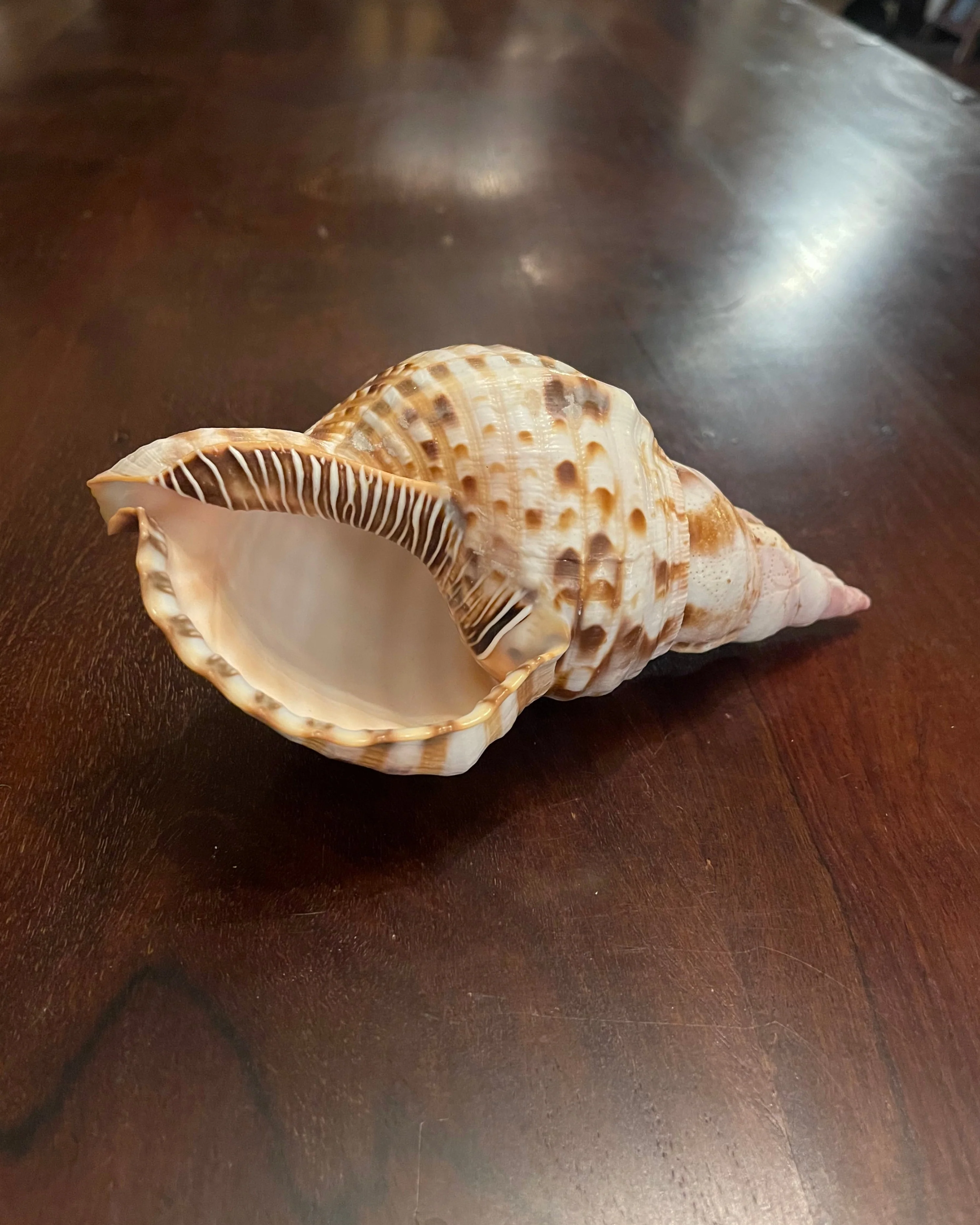 TRITON SHELL - Image 2
