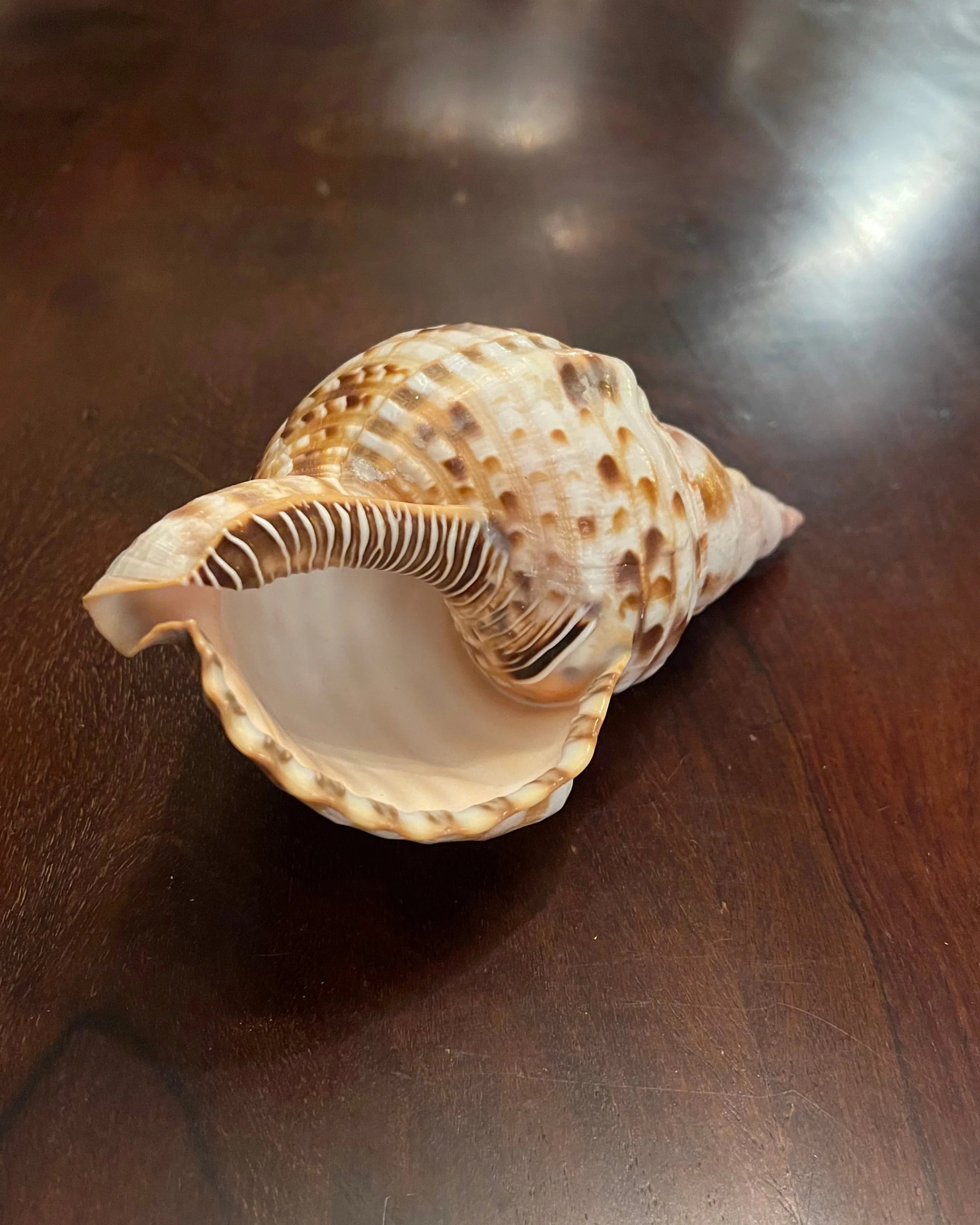 TRITON SHELL - Image 3