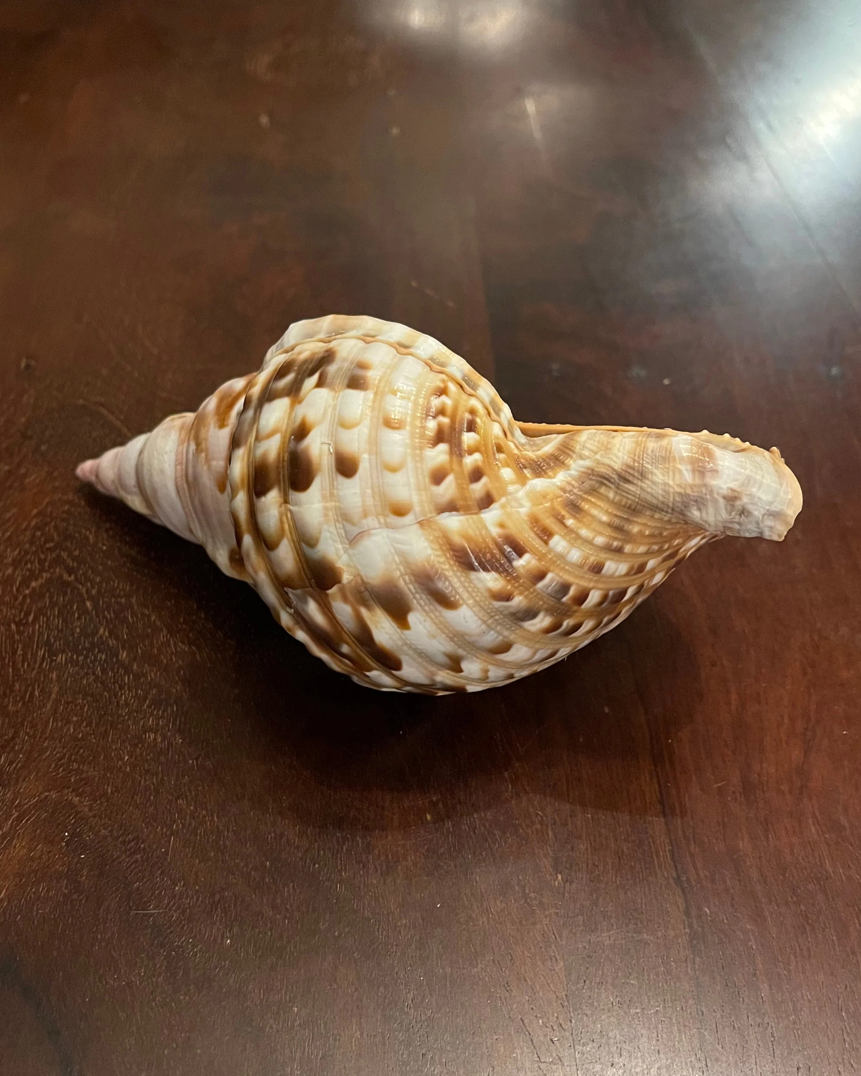 TRITON SHELL - Image 4