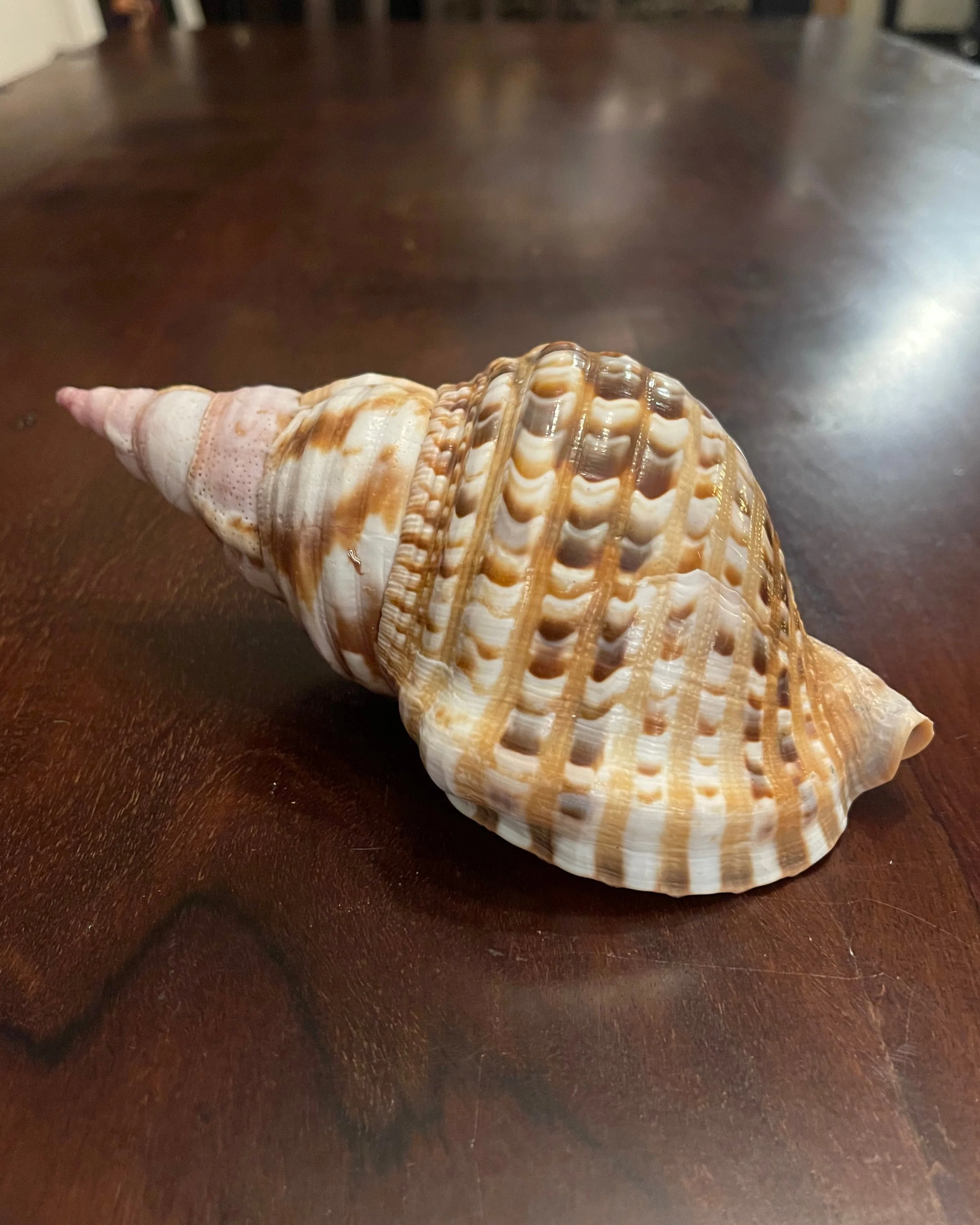 TRITON SHELL - Image 5